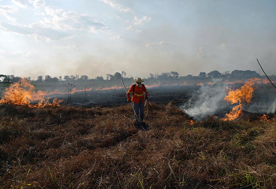 Kebakaran Hutan Amazon Mengancam 3 Juta Spesies