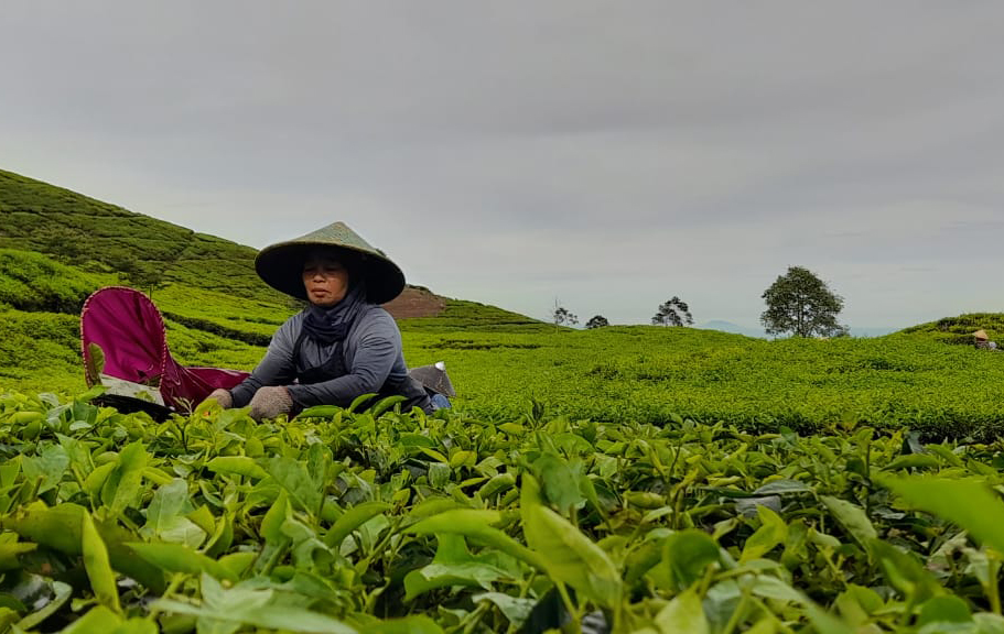 Panen Teh di Puncak Bogor