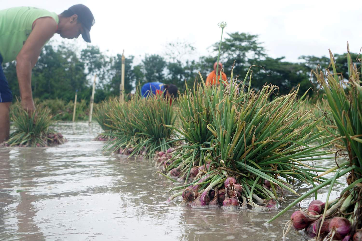 Tanaman Bawang Merah Terendam Banjir