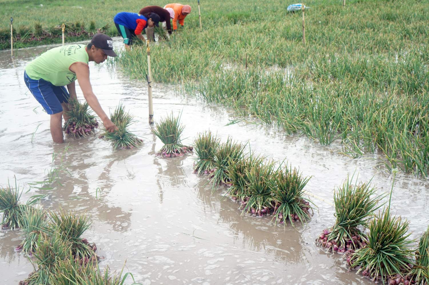 Tanaman Bawang Merah Terendam Banjir