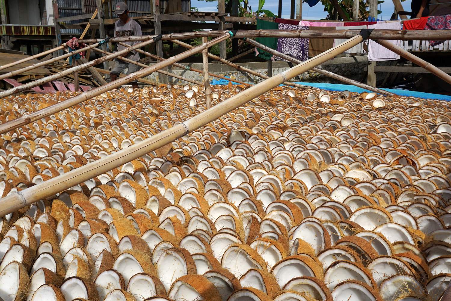 Harga Kopra Putih Naik 