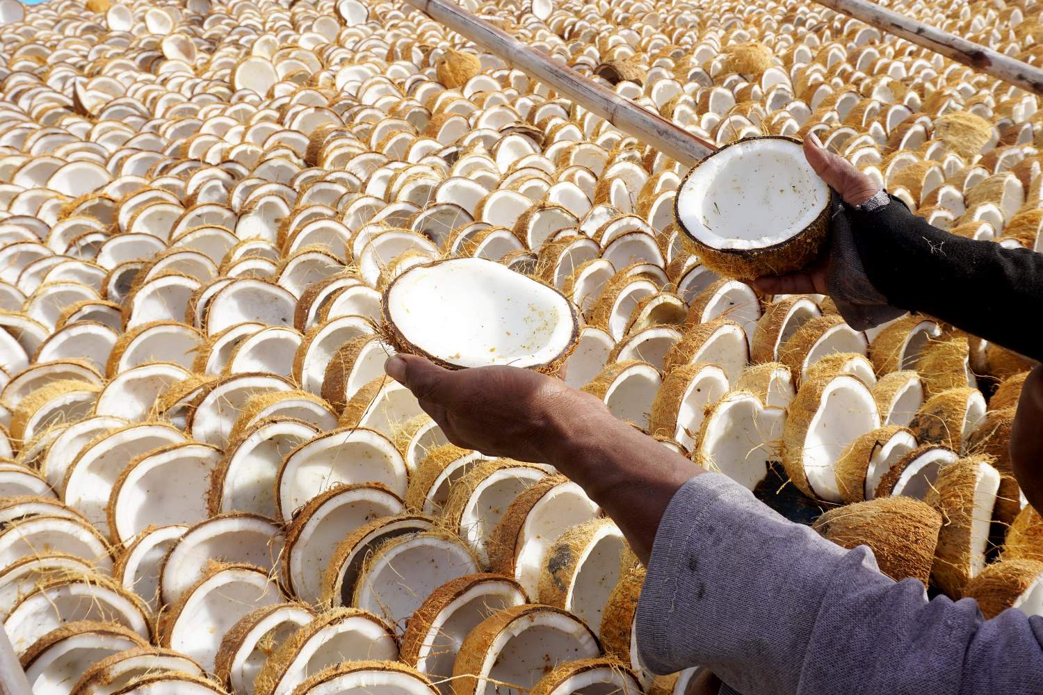 Harga Kopra Putih Naik 