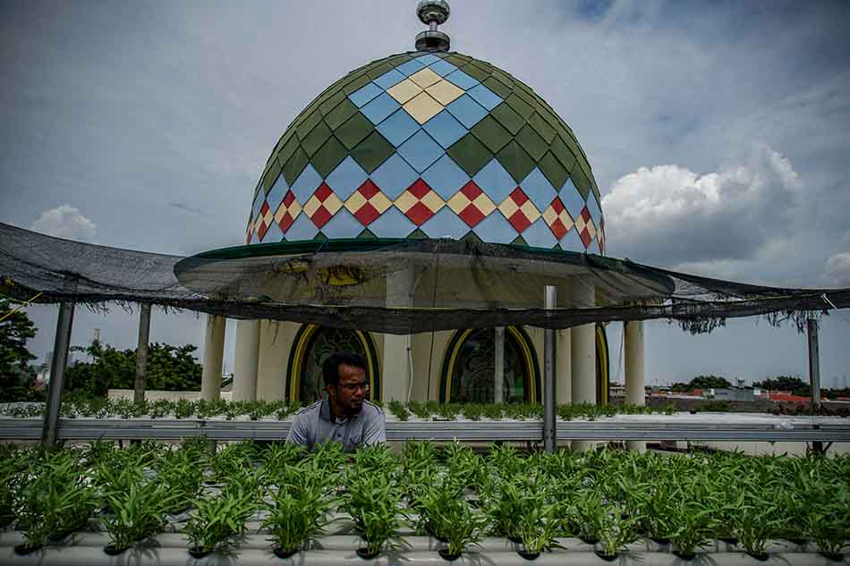 Hidroponik di Rooftop Masjid