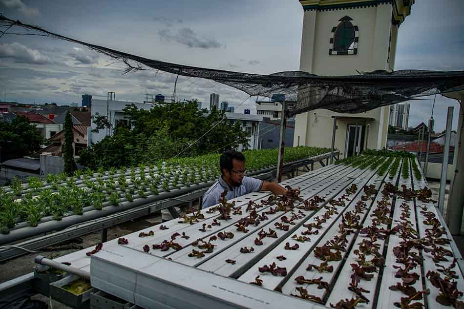 Hidroponik di Rooftop Masjid