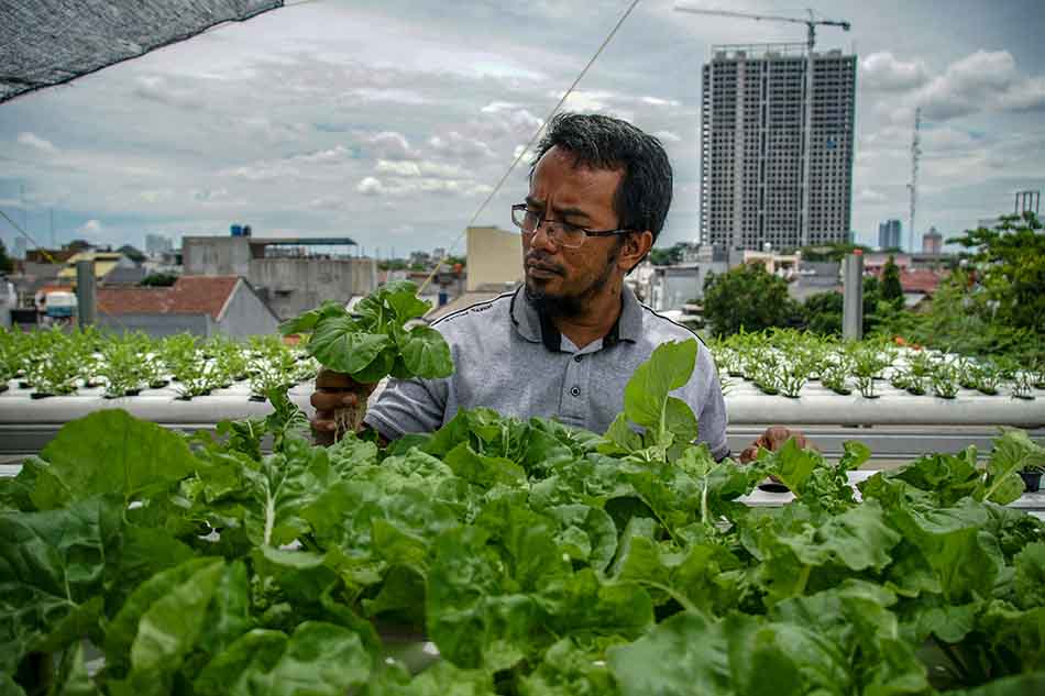 Hidroponik di Rooftop Masjid
