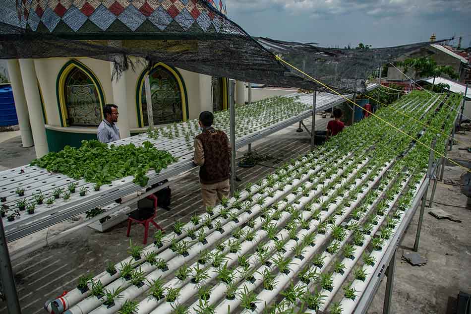 Hidroponik di Rooftop Masjid