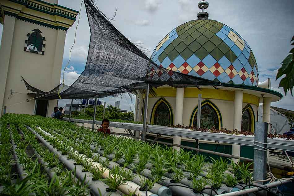 Hidroponik di Rooftop Masjid