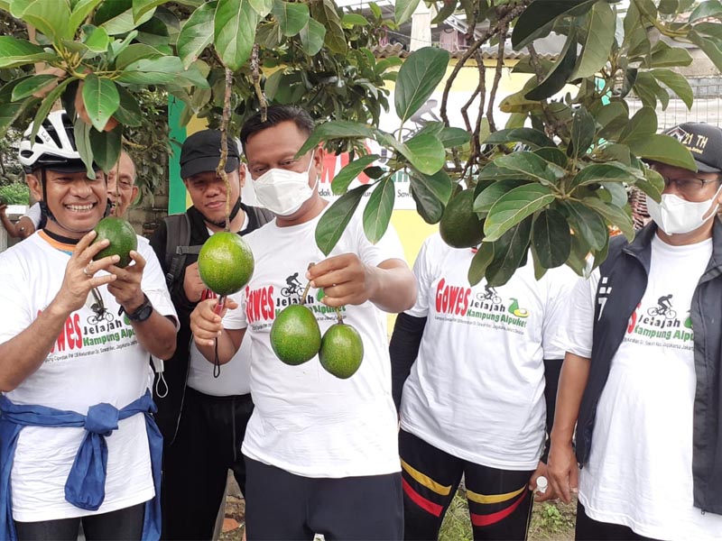 Diplomasi Alpukat Saleh Husin Dan Wali Kota Munjirin