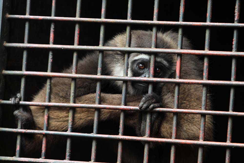 Satwa Dilindungi di TWA Bening