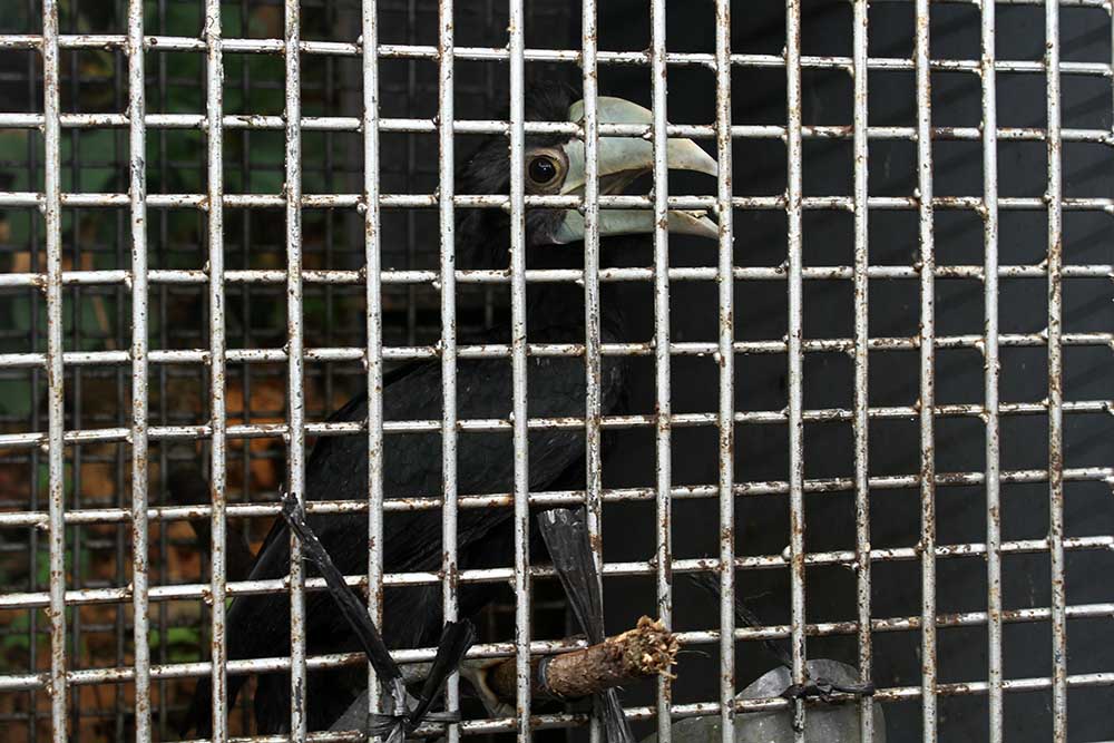 Satwa Dilindungi di TWA Bening