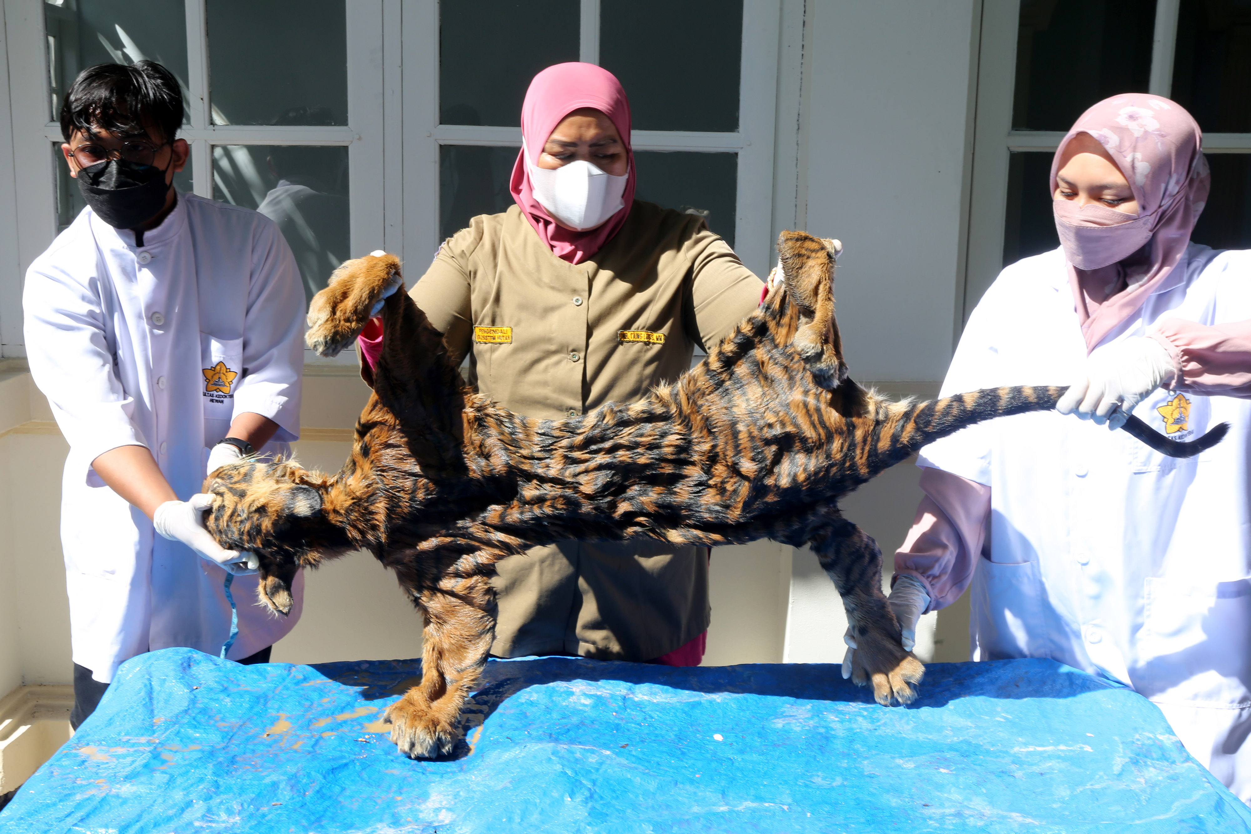 Forensik Kulit Harimau Sumatera