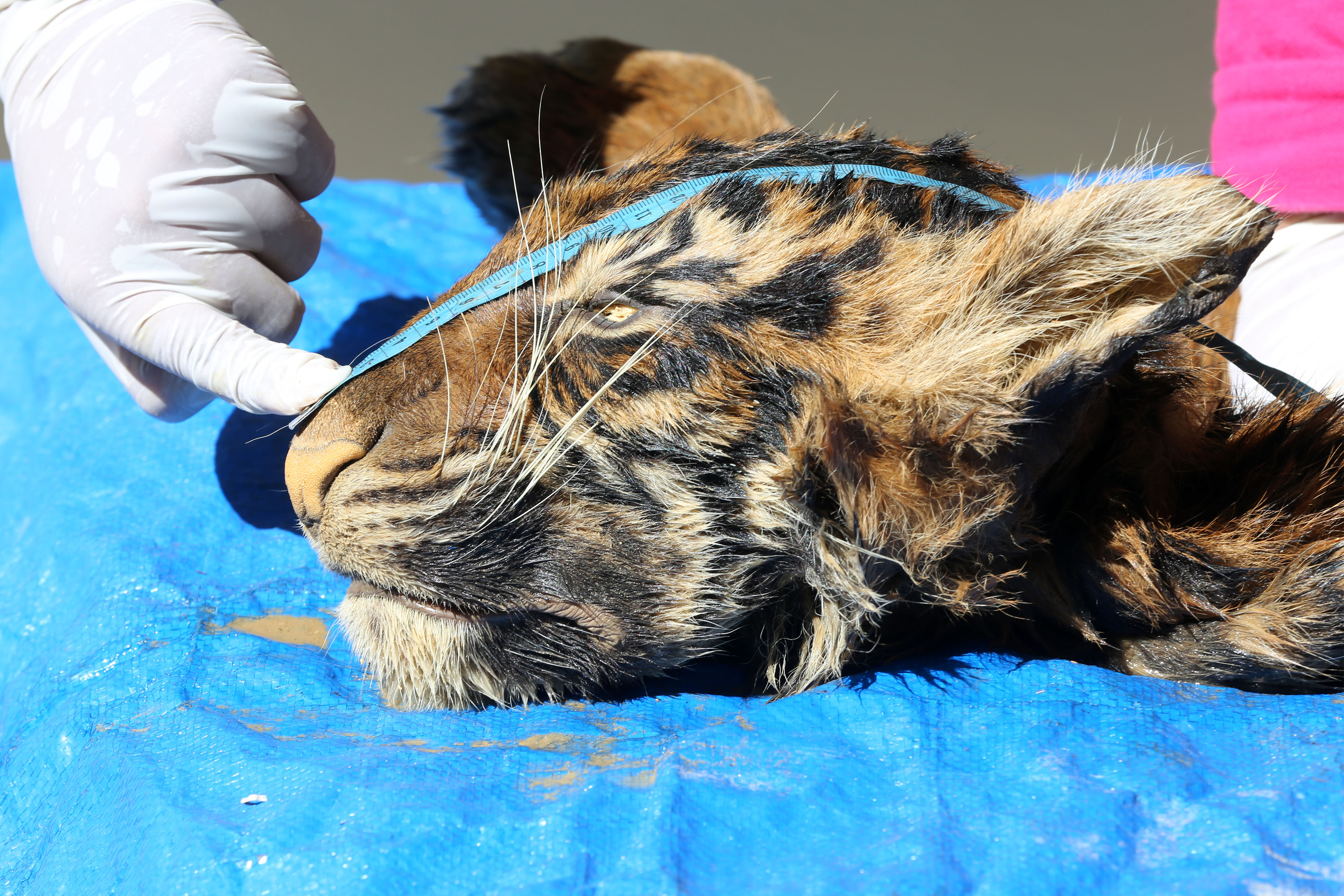 Forensik Kulit Harimau Sumatera