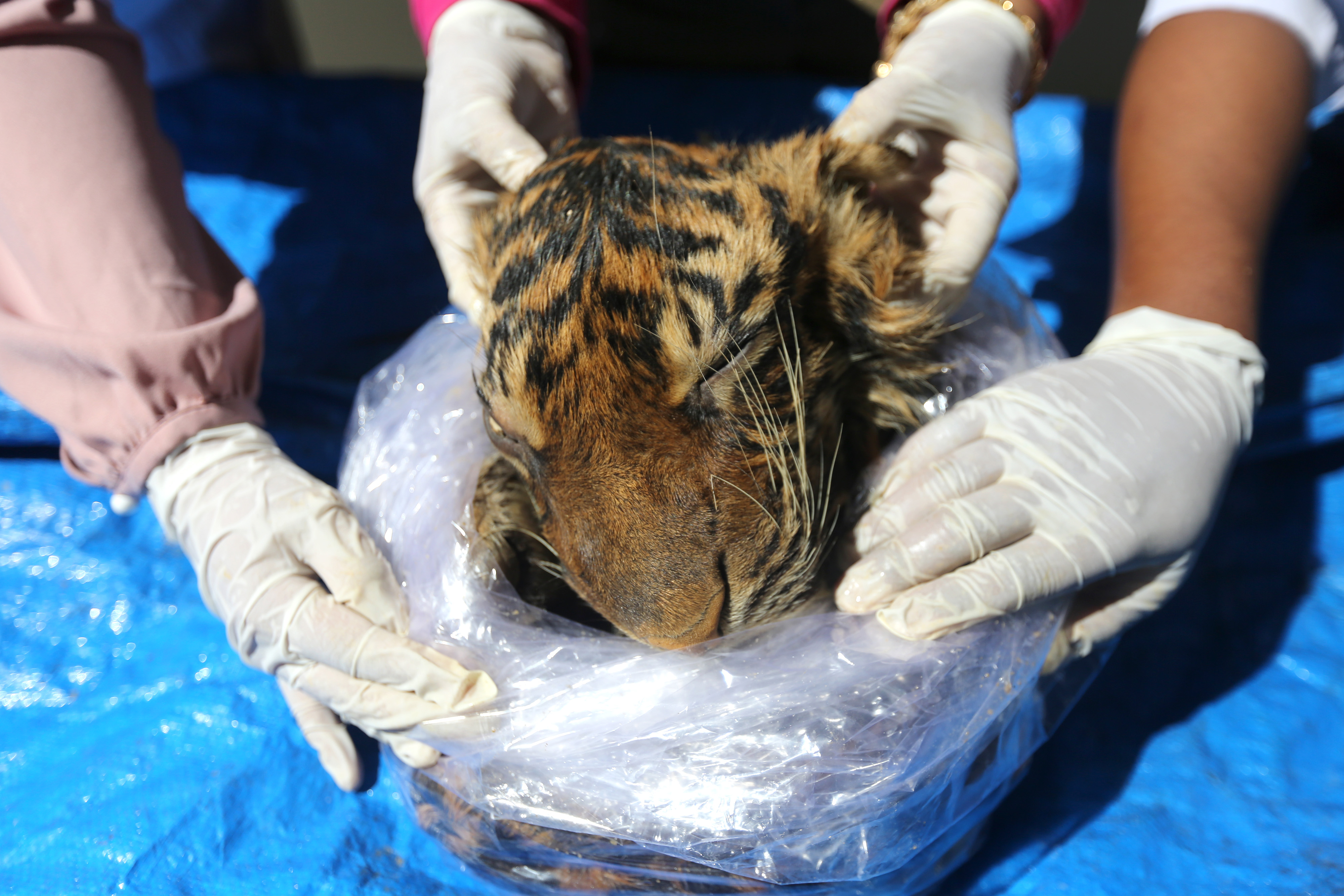 Forensik Kulit Harimau Sumatera