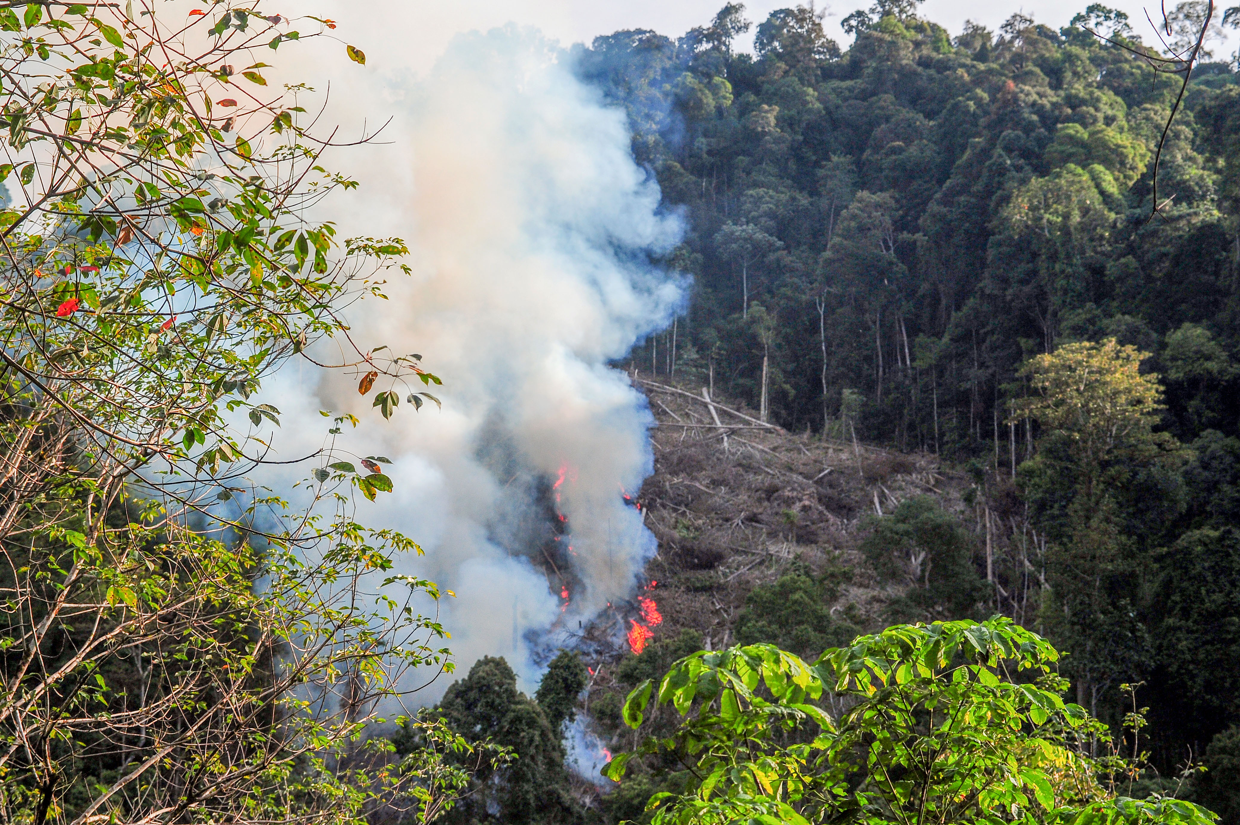 Membuka Lahan Dengan Cara Membakar