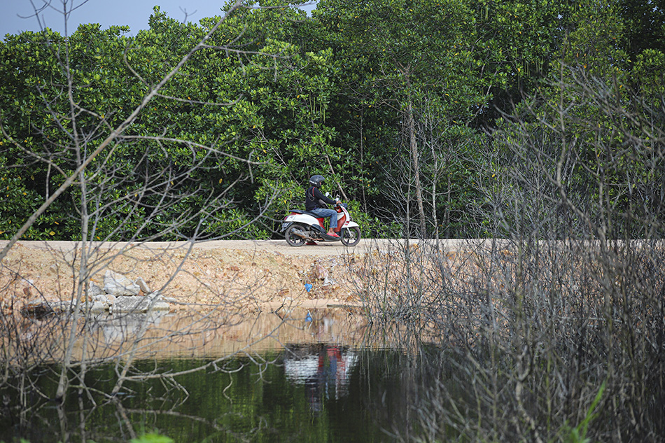 Penimbunan Hutan Mangrove di Batam