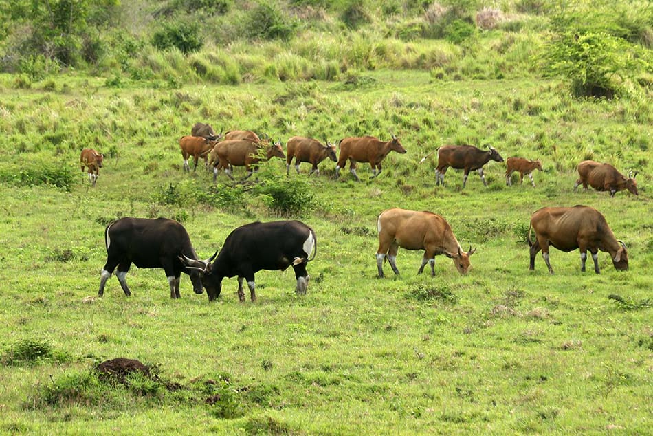 Populasi Banteng Jawa