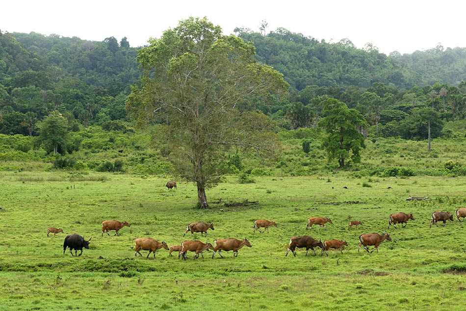 Populasi Banteng Jawa