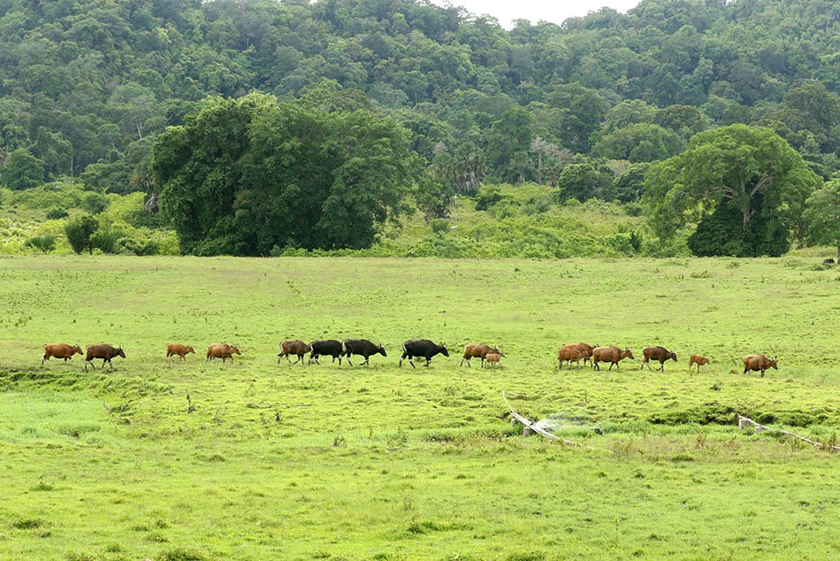 Populasi Banteng Jawa