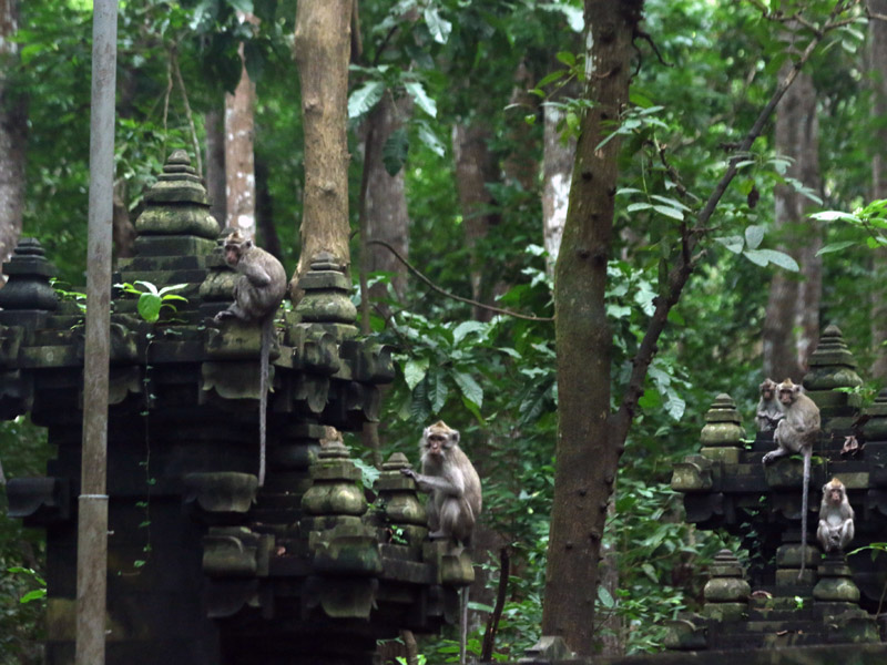 Situs Kawitan Taman Nasional Alas Purwo