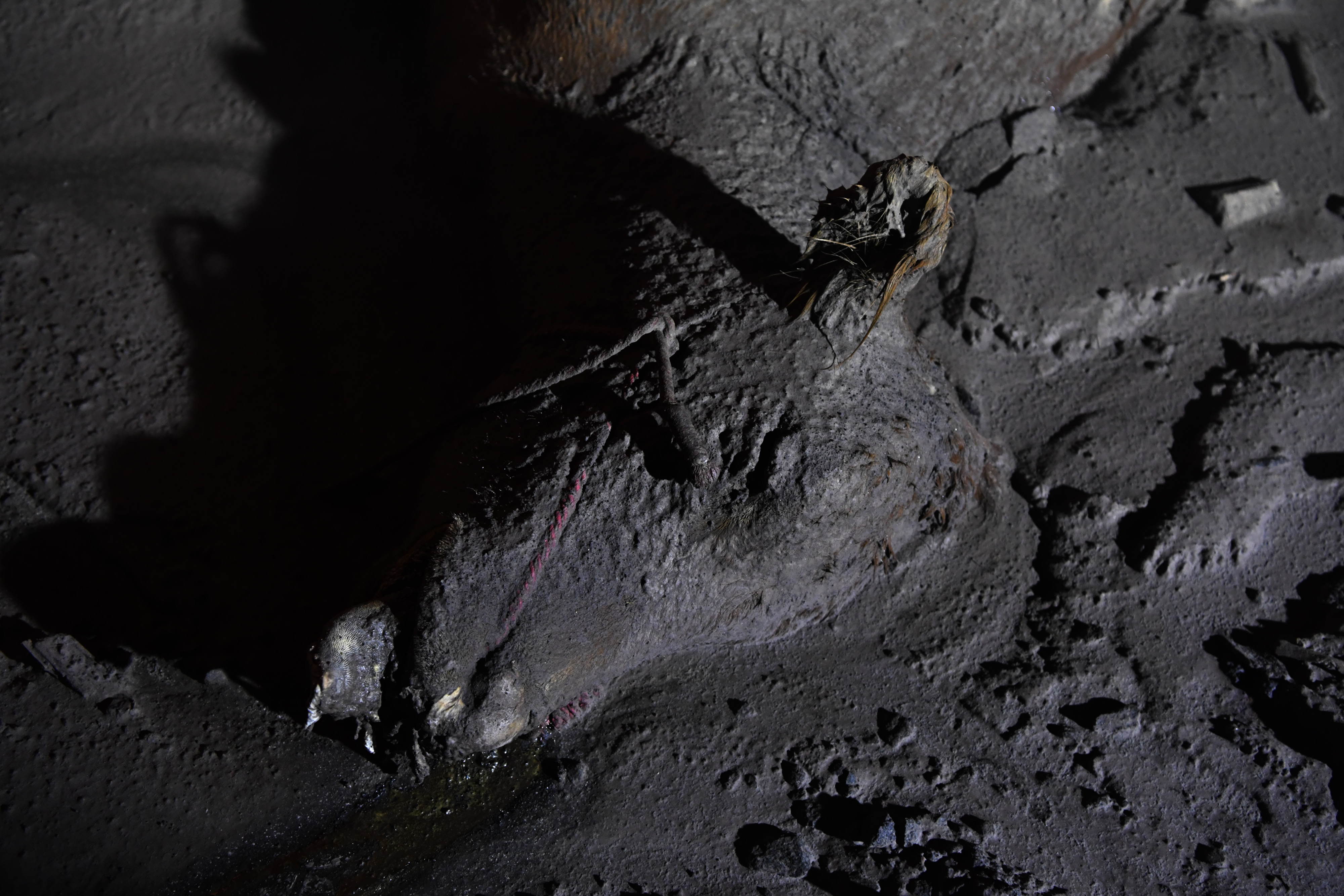 Dampak Letusan Semeru