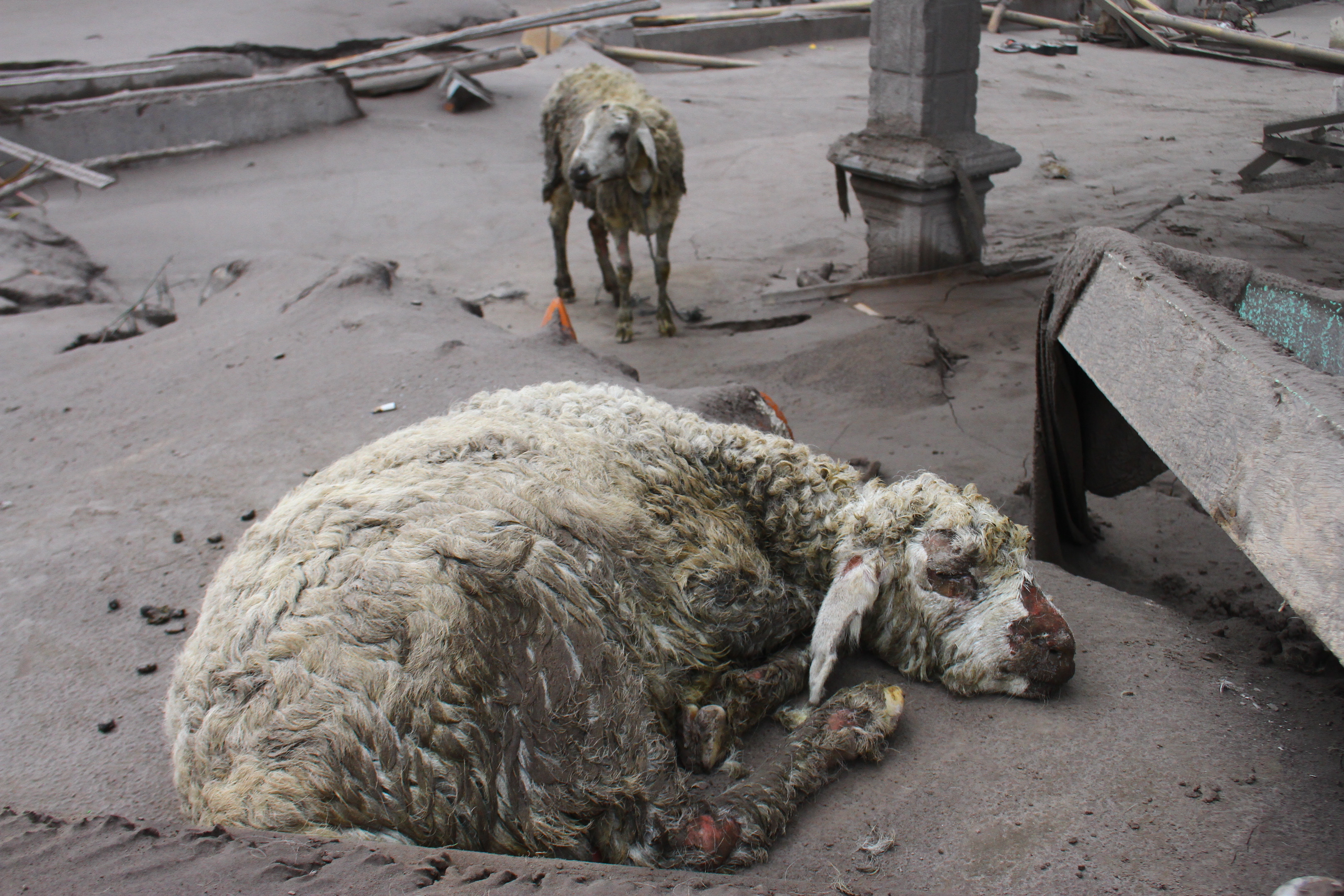 Hewan Ternak Terdampak Letusan Gunung Semeru