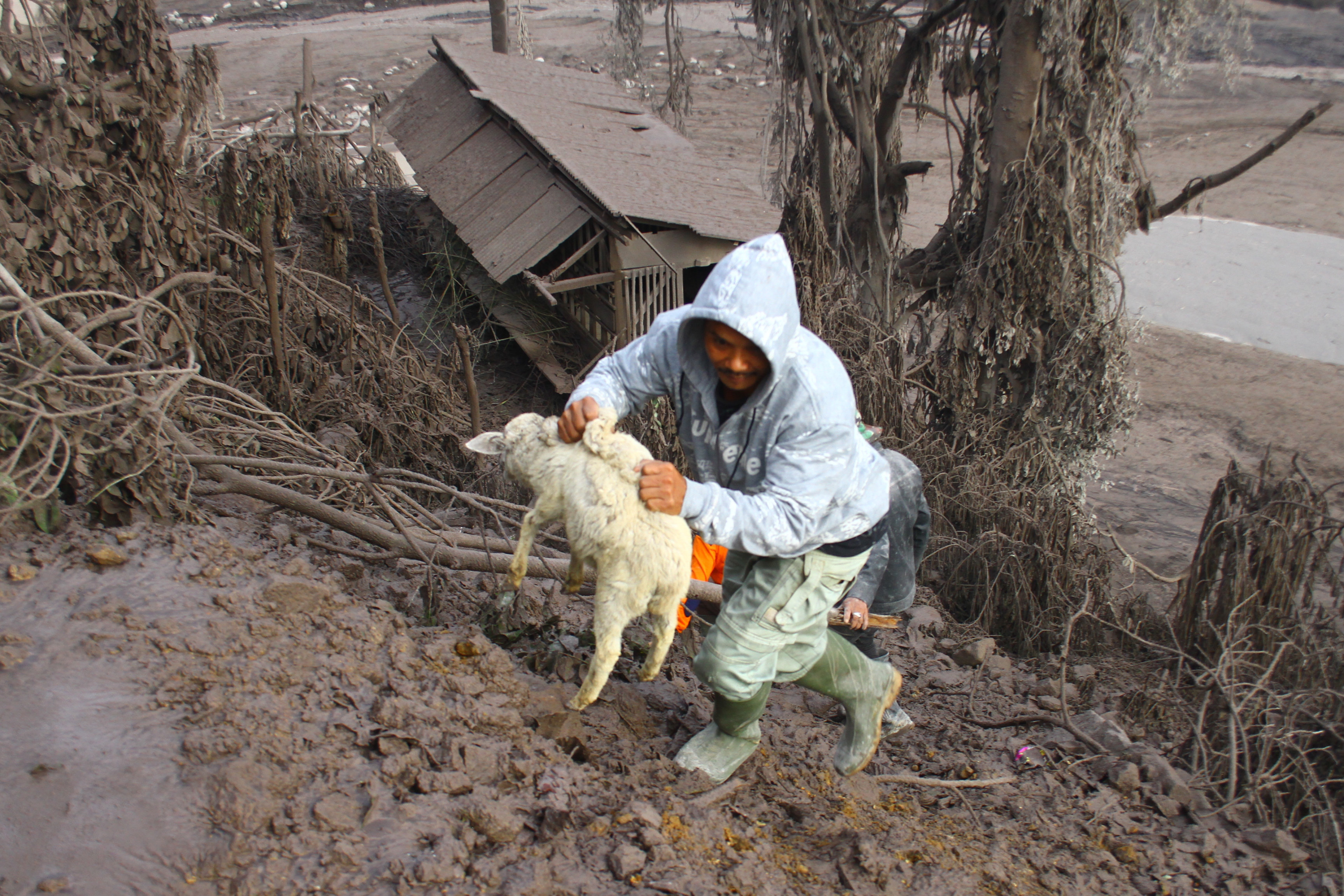 Hewan Ternak Terdampak Letusan Gunung Semeru
