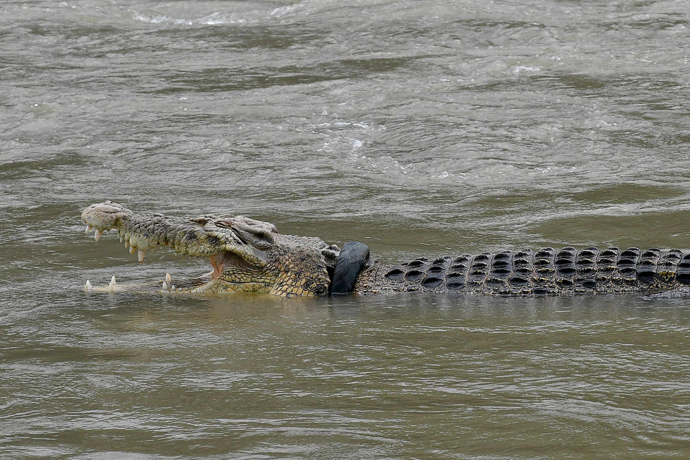 Buaya Terjerat Ban Menampakkan Diri