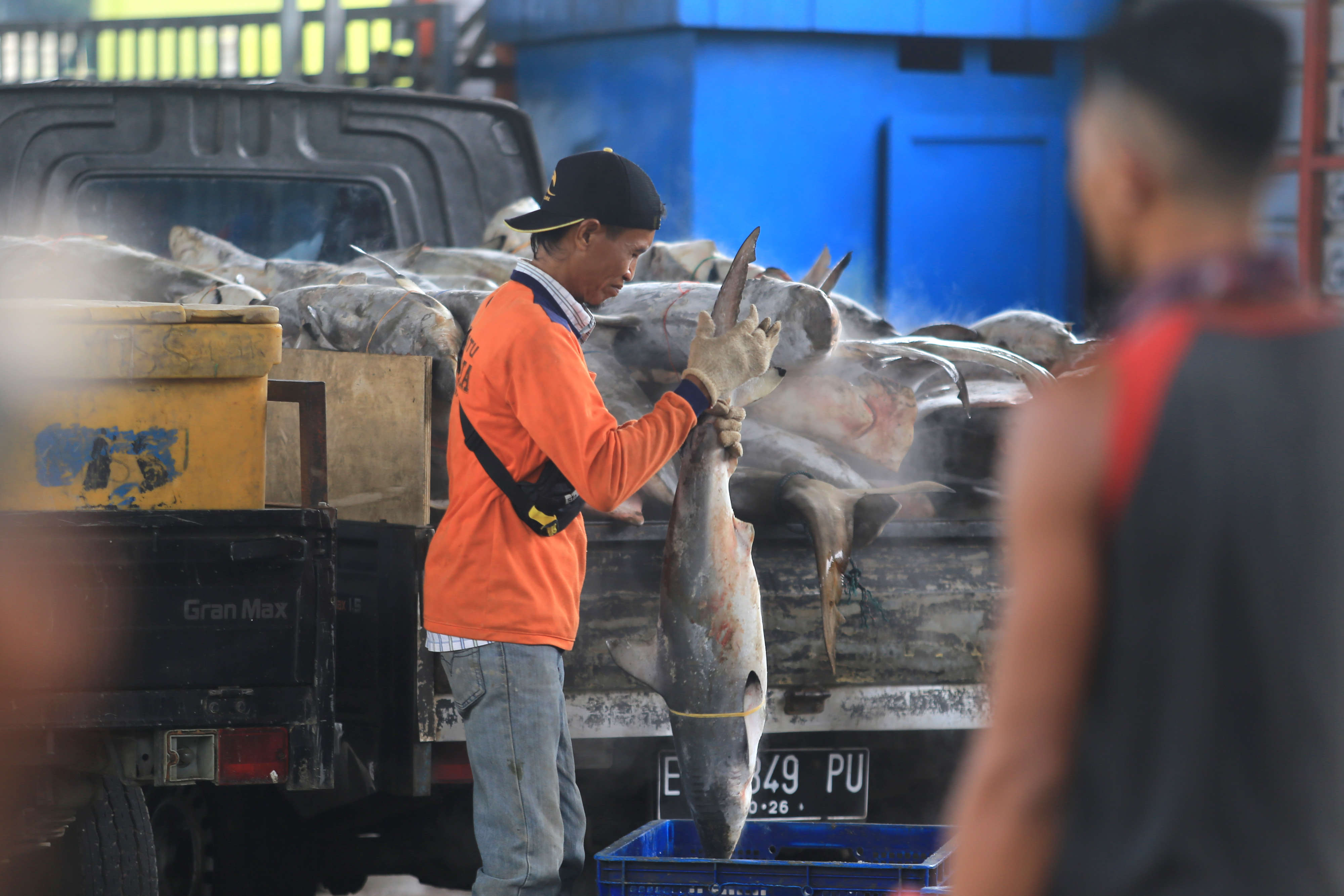Ikan Hiu Masih Menjadi Target Tangkapan Nelayan Indramayu