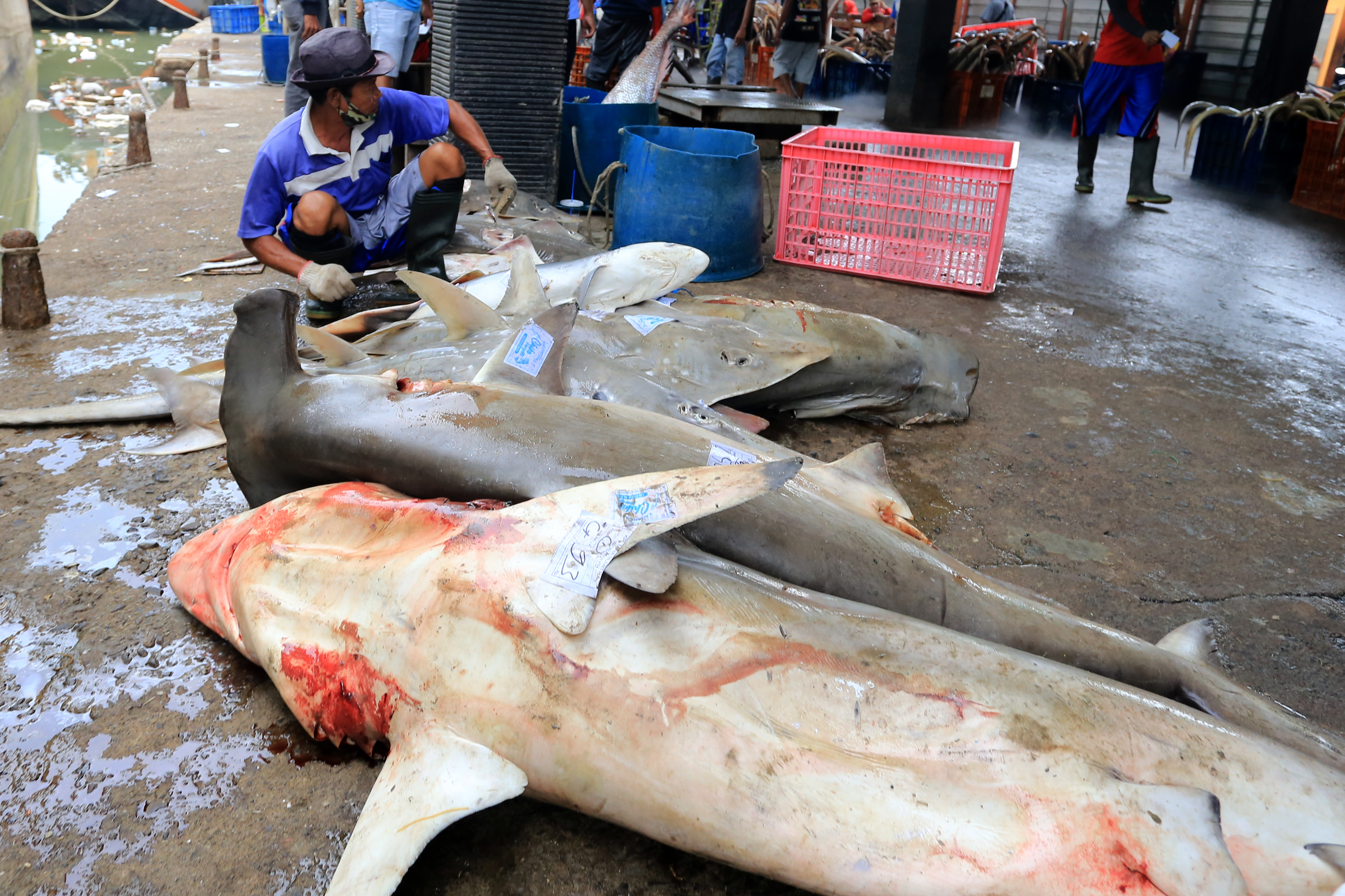Ikan Hiu Masih Menjadi Target Tangkapan Nelayan Indramayu