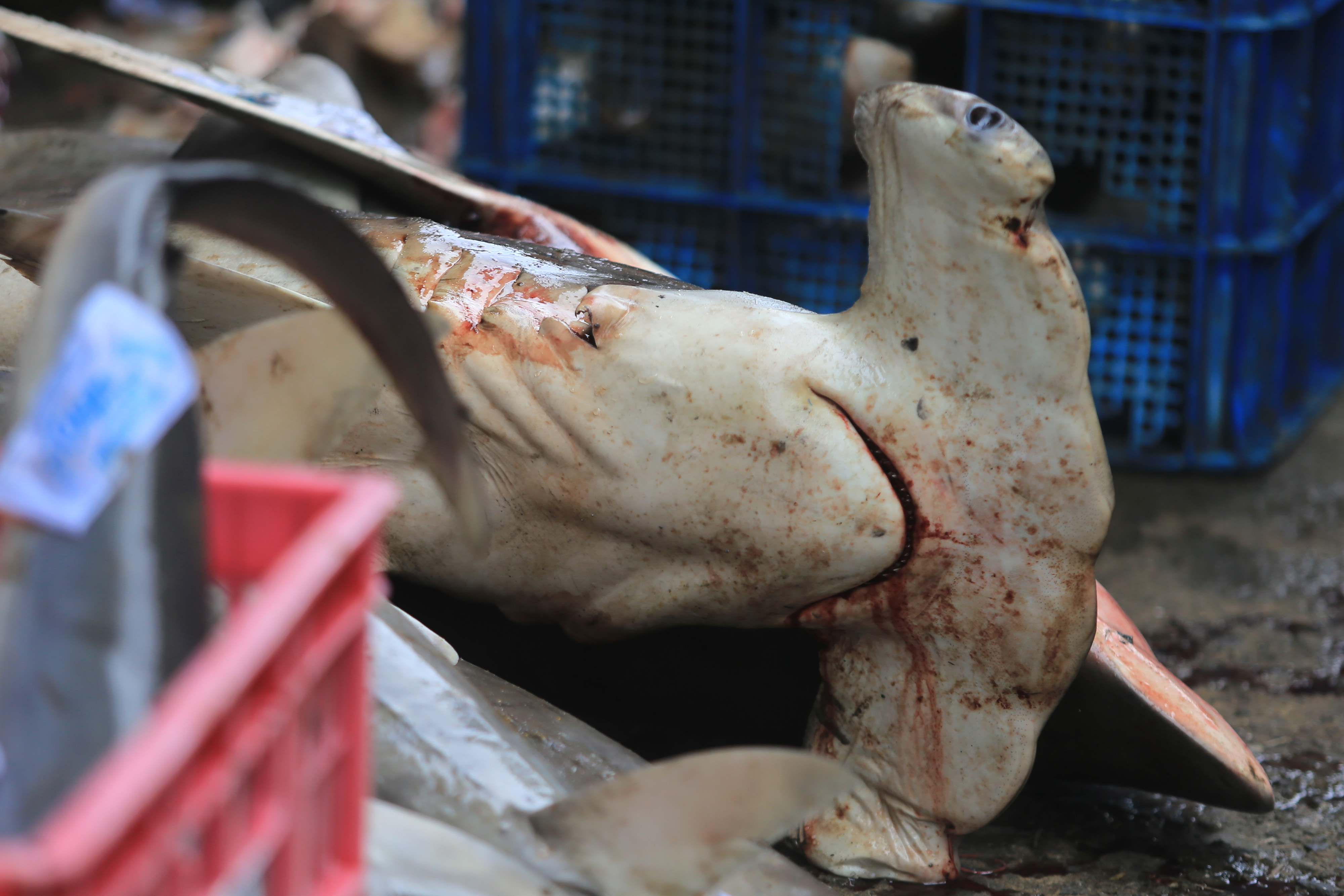 Ikan Hiu Masih Menjadi Target Tangkapan Nelayan Indramayu