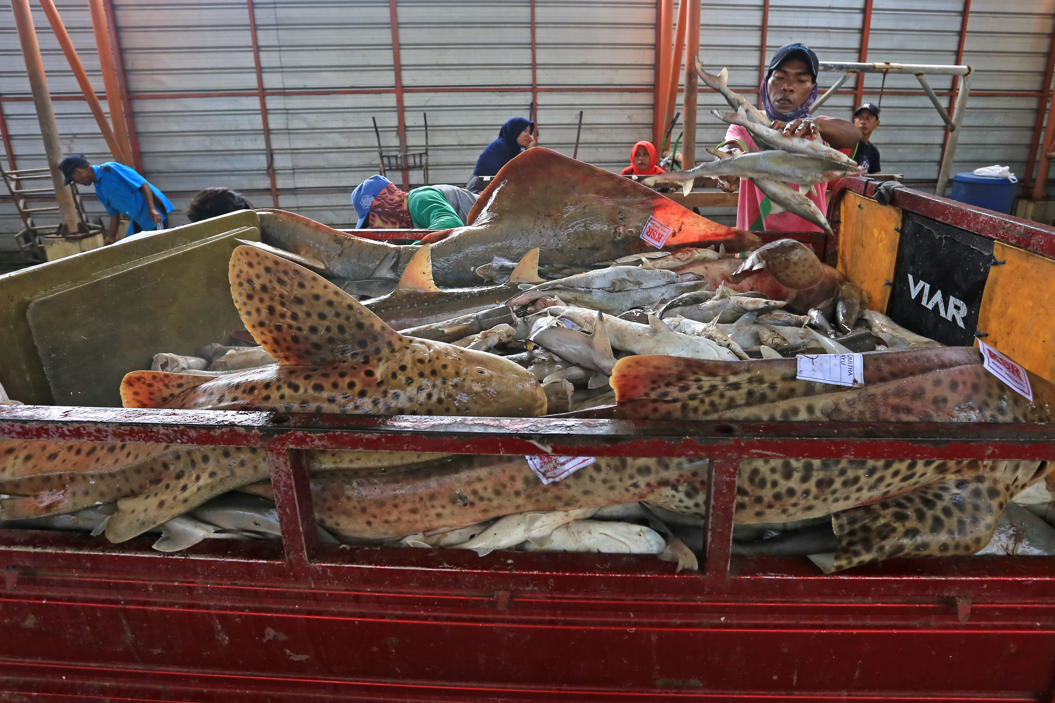 Ikan Hiu Masih Menjadi Target Tangkapan Nelayan Indramayu