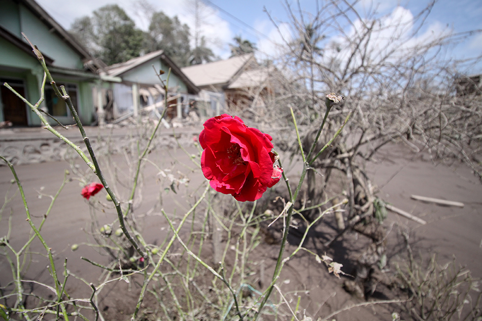  Lahan Pertanian Terdampak Letusan Gunung Semeru