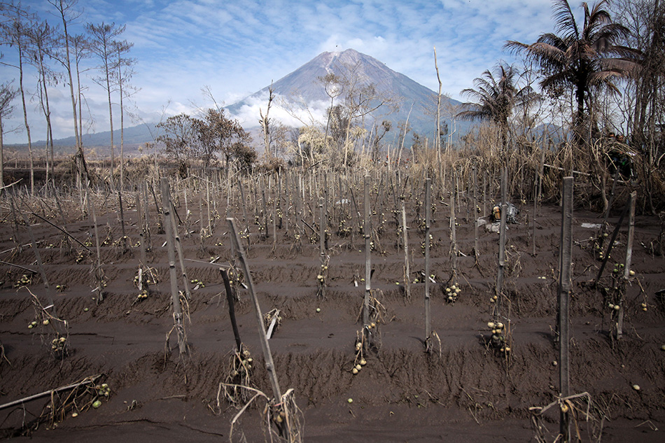  Lahan Pertanian Terdampak Letusan Gunung Semeru