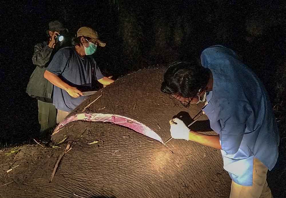 Gajah Sumatera Mati Tersengat Listrik