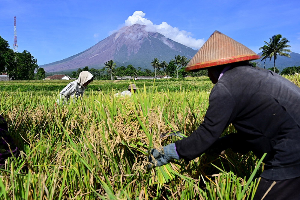 Panen Pada Saat Waspada Gubung Semeru