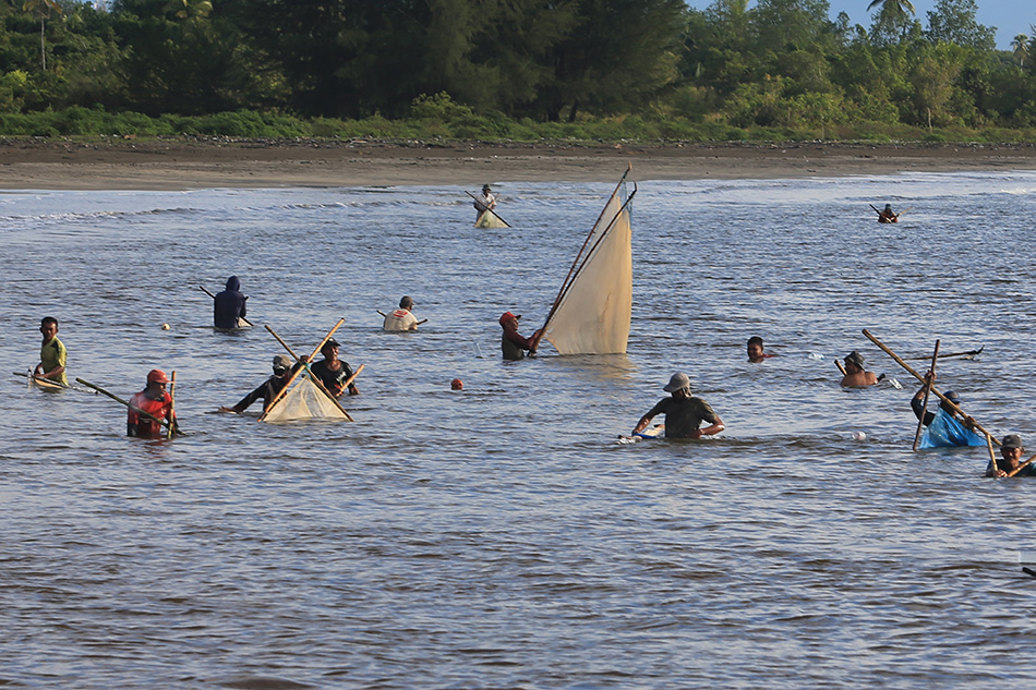 Musin Panen Udang Rebon 
