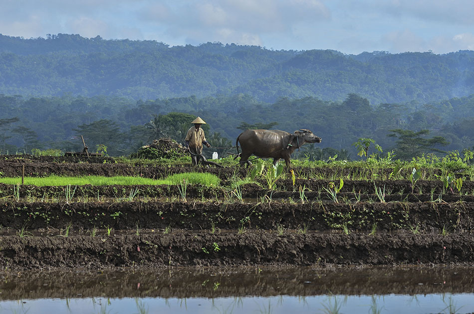 Membajak Sawah Tenaga Kerbau