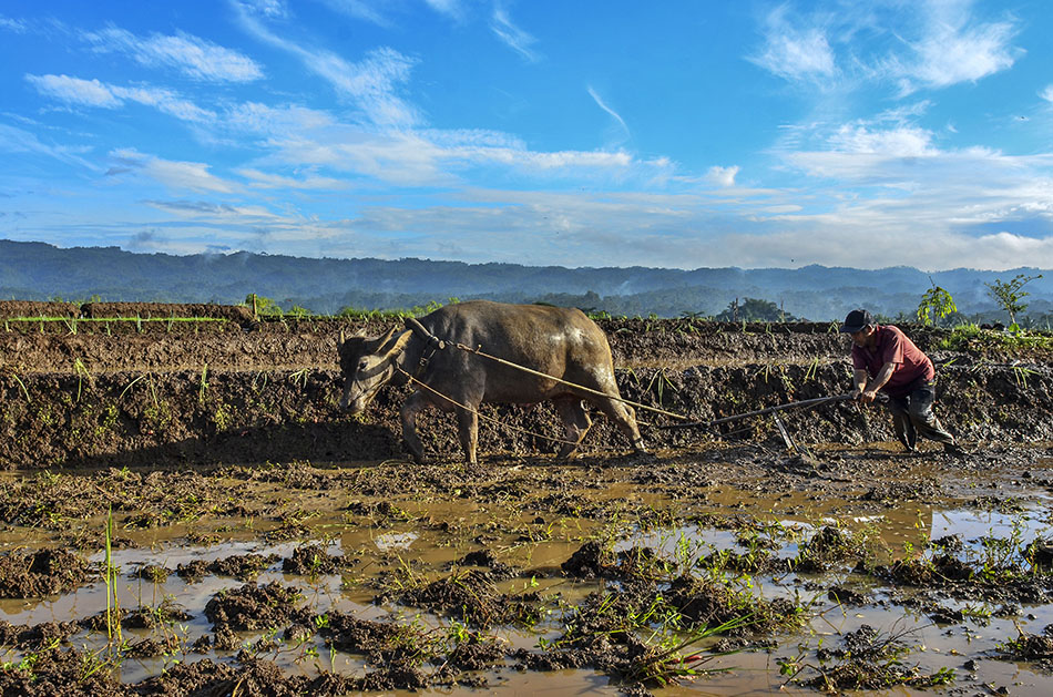 Membajak Sawah Tenaga Kerbau