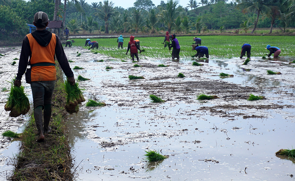Buruh Tanam Padi