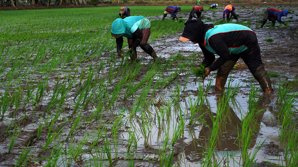 Buruh Tanam Padi