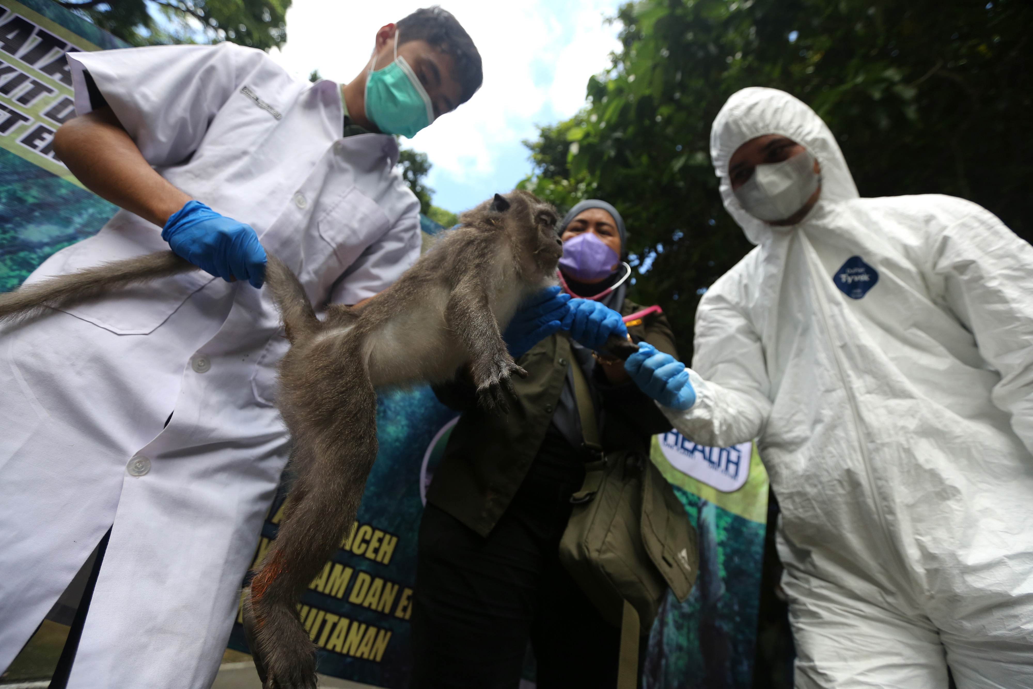 Pengecekan Penyebaran Penyakit Satwa Liar