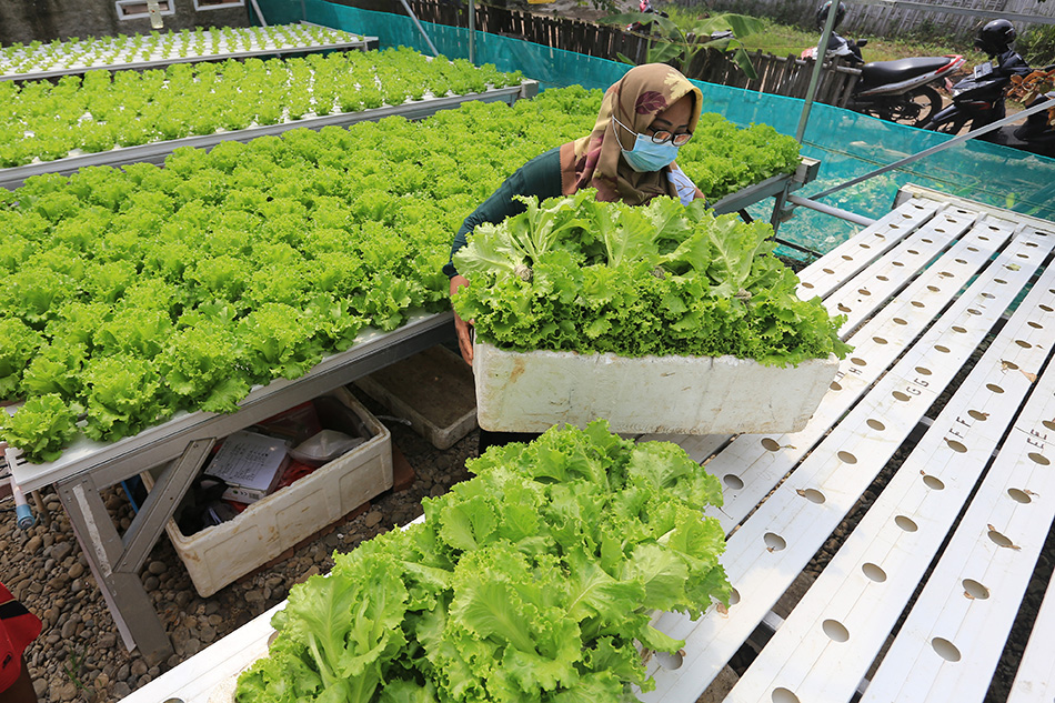 Budidaya Sayuran Hidroponik