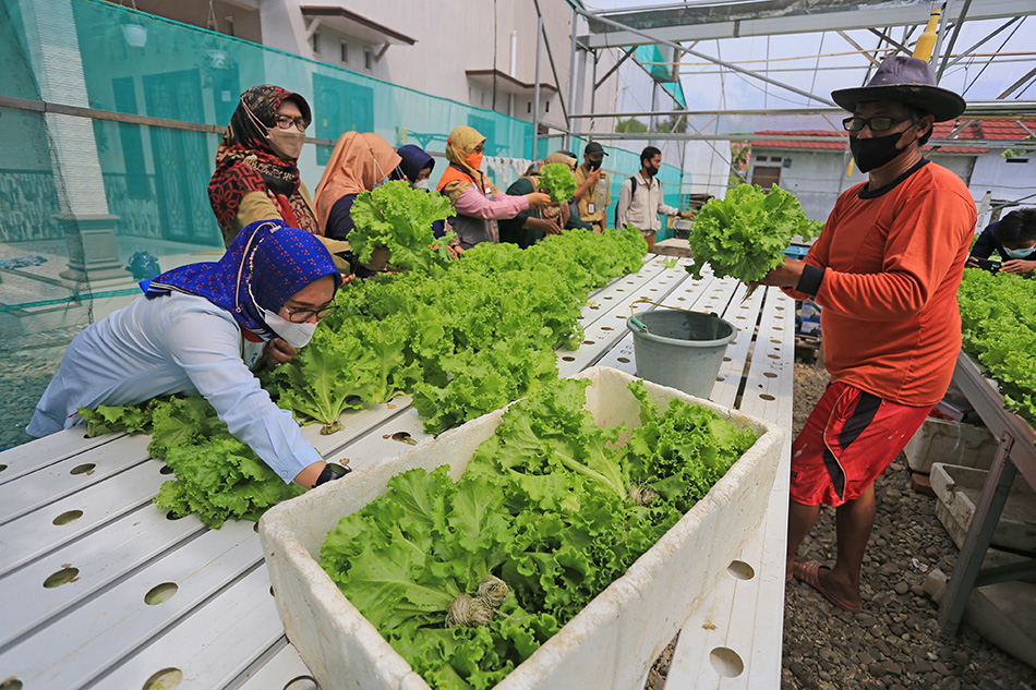 Budidaya Sayuran Hidroponik