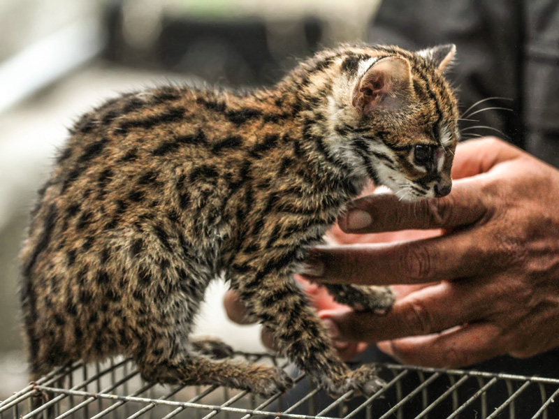 Kucing Kuwuk Serahan Sukarela Warga