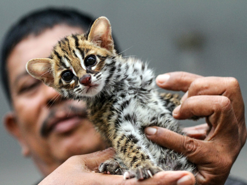 Kucing Kuwuk Serahan Sukarela Warga