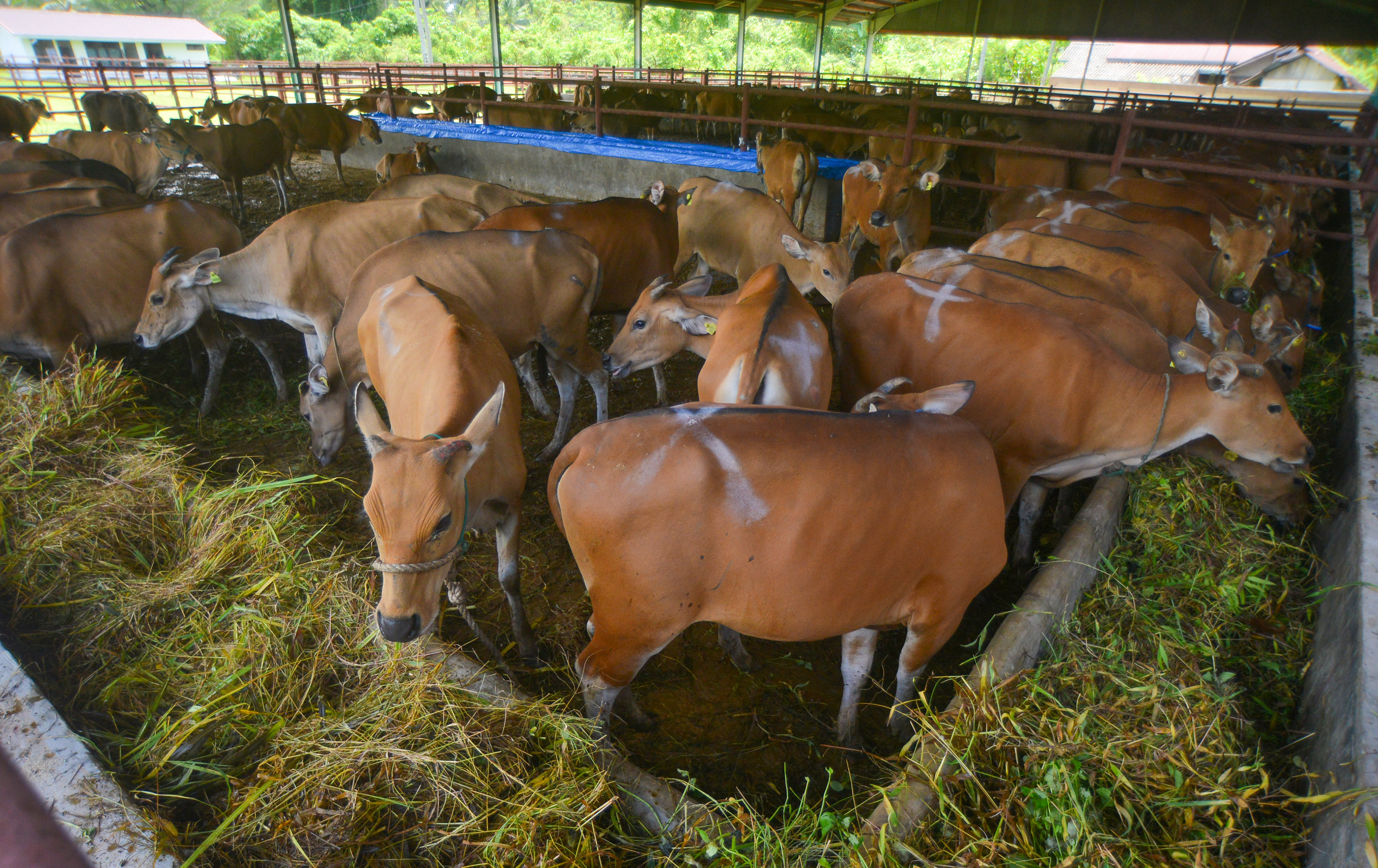 Subsidi Sapi Indukan