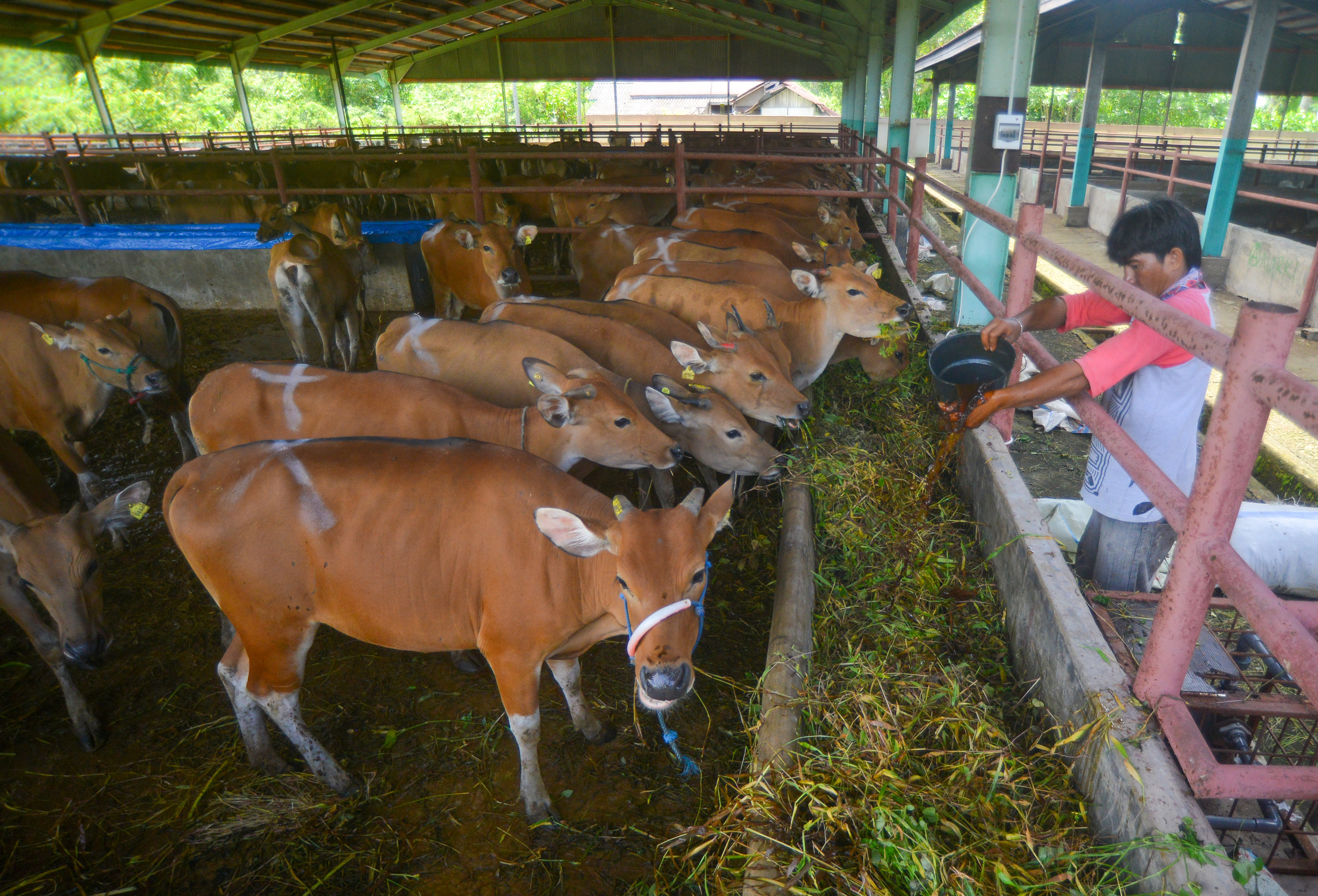 Subsidi Sapi Indukan
