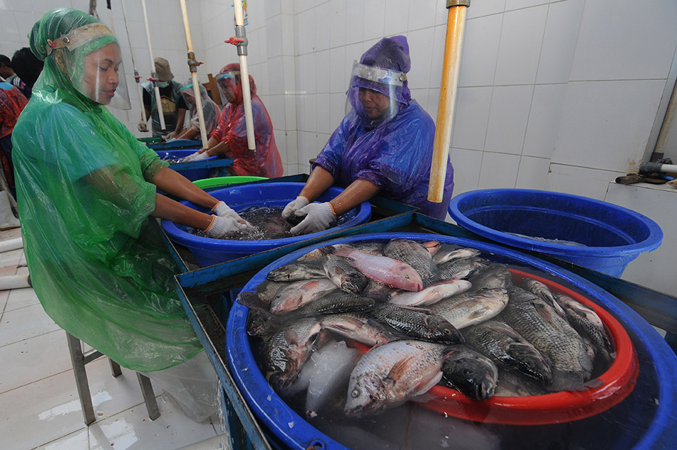 Pengeolahan Makanan Beku Ikan Nila