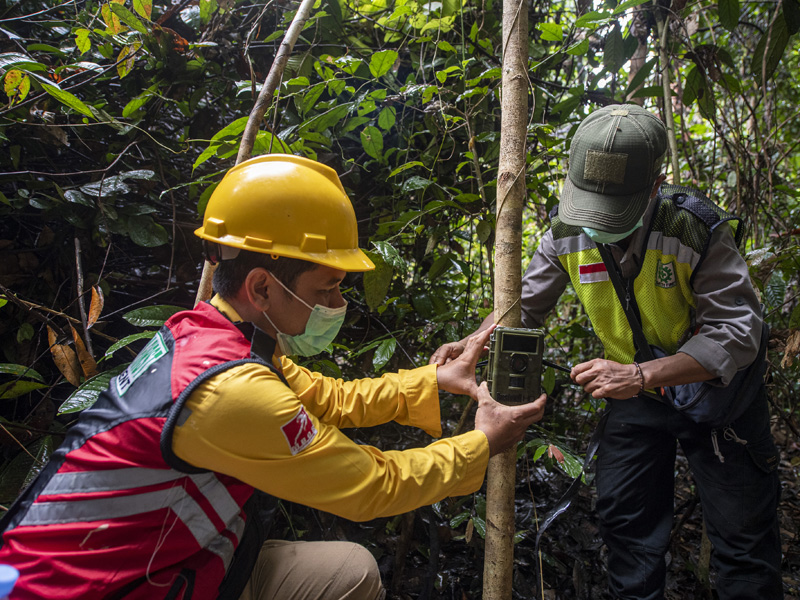 Pemasangan Kamera Trap Di Kawasan Konservasi Musi Banyuasin
