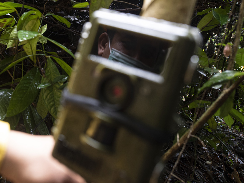 Pemasangan Kamera Trap Di Kawasan Konservasi Musi Banyuasin